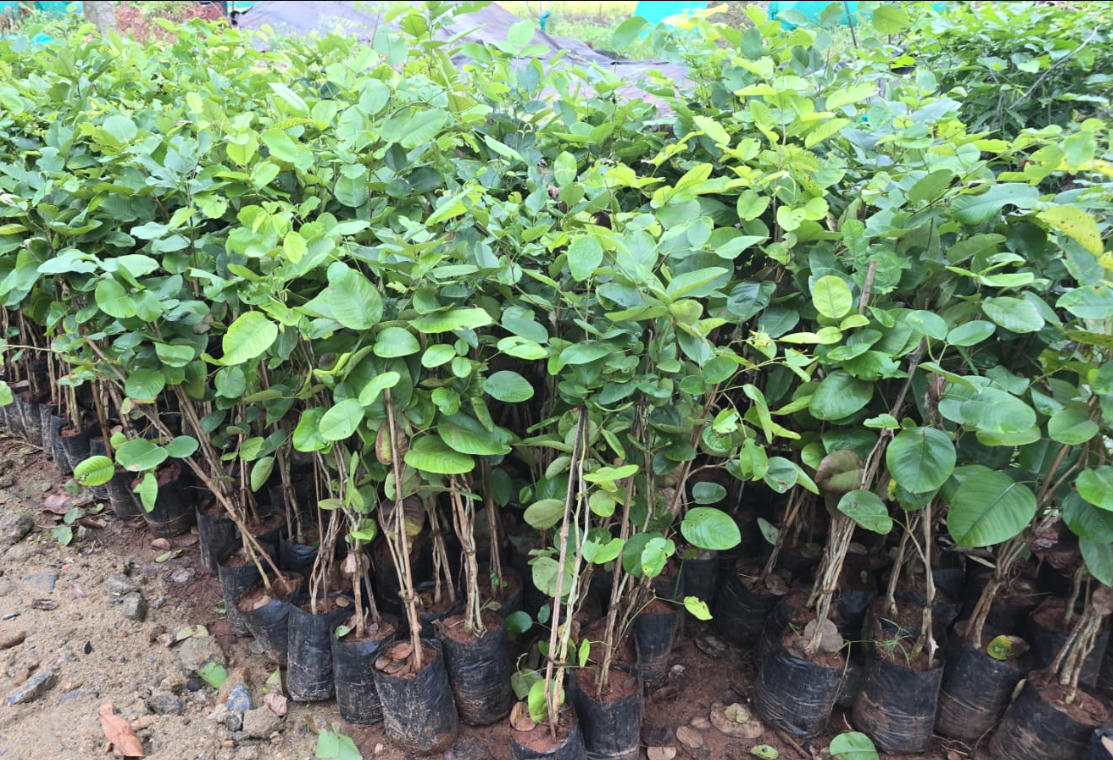 Red Sandalwood Plant (3-4 ft) Plants — Sandalwood sapling available at Agro Nursery Garden